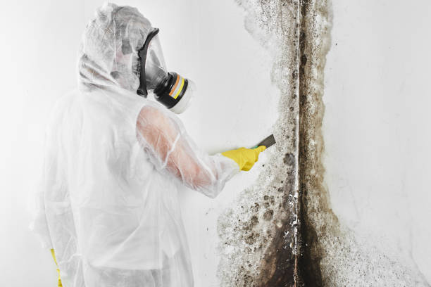 Best White Mold Remediation in Pinehurst, ID