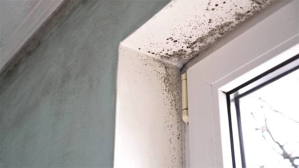 Best Residential Mold Remediation in Pinehurst, ID