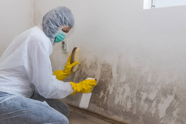Best Attic Mold Remediation in Pinehurst, ID